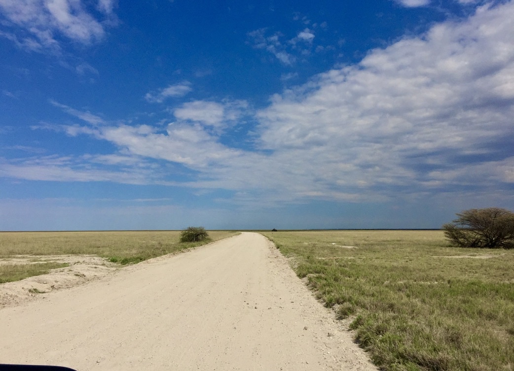 A sand track winding through Kalahari grassland under a vast acacia-dotted sky.