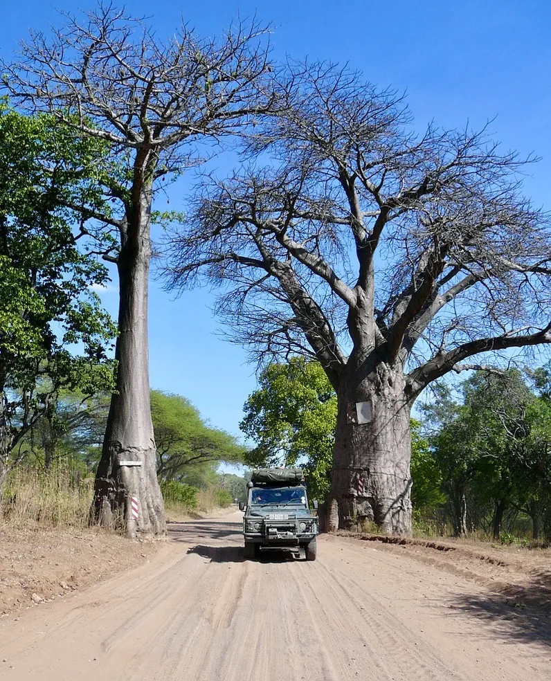 A Land Rover Defender parked between two baobab trees in southern Africa — the operator's vehicle, used not posed.