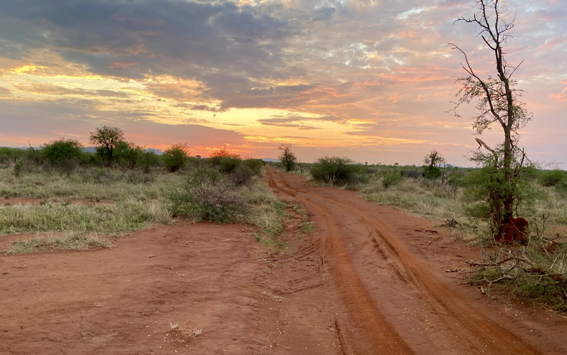 A red laterite road through the Botswana bush at sunset, vanishing toward the horizon — the visual identity of Dust Road Ventures.