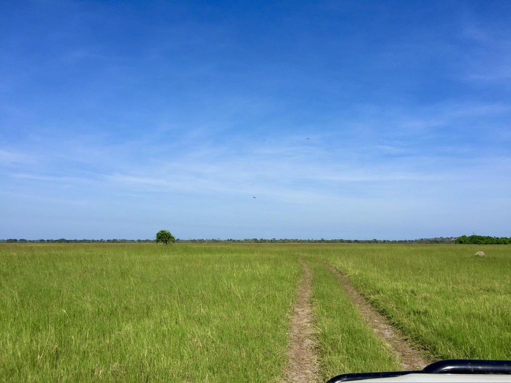 A two-rut track running through Botswana grassland toward a single tree on the horizon — the classic dust road.